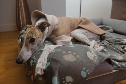 Wide angle close up of an adopted pet greyhounds face as she wears warm fleece pyjamas in a luxury dog bed. For winter warmth due to short fur.