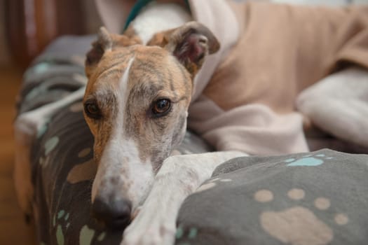 Close up horizontal portrait showing the face of a brindle and white adopted pet greyhound. Wearing a fleece jacket and resting her head on a blanket