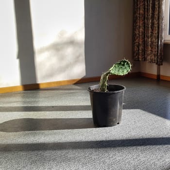 Lonely cactus plant in old-fashioned empty and abandoned living room illustrating poor housing and living conditions. 1:1 square image format