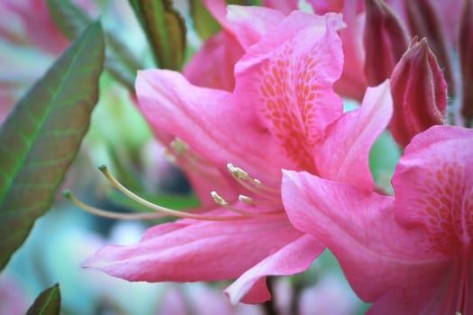 Macro backgroud of pink azalea blossoms in the garden.