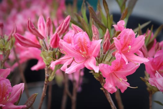 Vibrant azalea flowers in full bloom on a shrub.