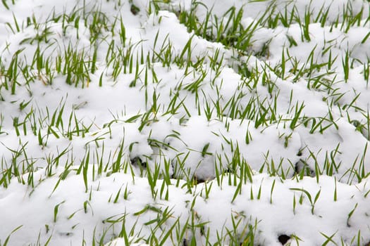 Winter crop covered by snow. Winter field, green shoots. UK, Suffolk. Close up young plants