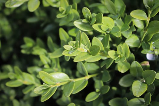 Background of common green boxwood branches with selective focus.