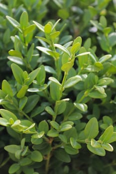 A vertical shot of green boxwood branches.