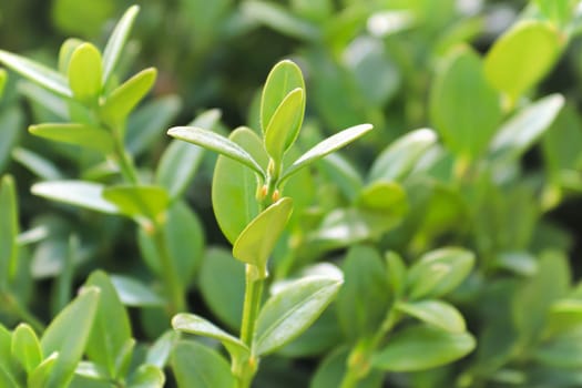 Spring sunlight on the green mountain boxwood in the garden.