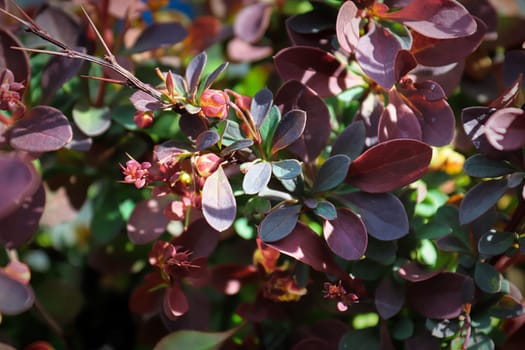 Green and burgundy leaves on a barberry shrub.