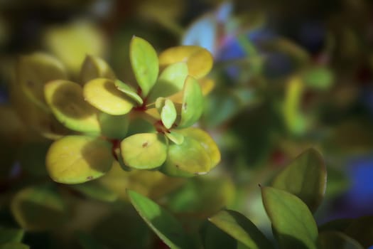 Macro background of delicate green yellow barberry leaves.