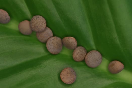 natural lentils healthy macro food look like beautiful stones