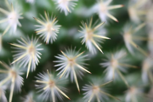 beautiful cactus with skewers for your pain defense protection