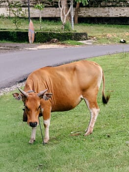 A Cow in the Savanna.