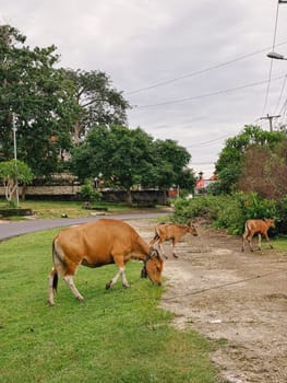 A Cow in the Savanna.