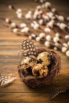 Quail eggs with pussy willow branches on rustic wooden background