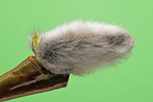Male Catkin Green Screen, close up of twig in bloom