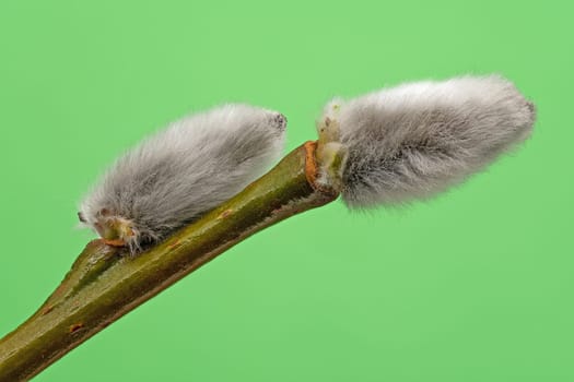 Male Catkin Green Screen, close up of twig in bloom
