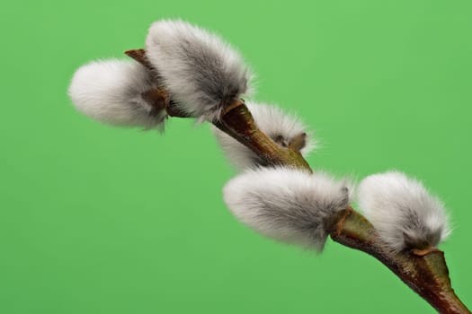 Male Catkin Green Screen, close up of twig in bloom