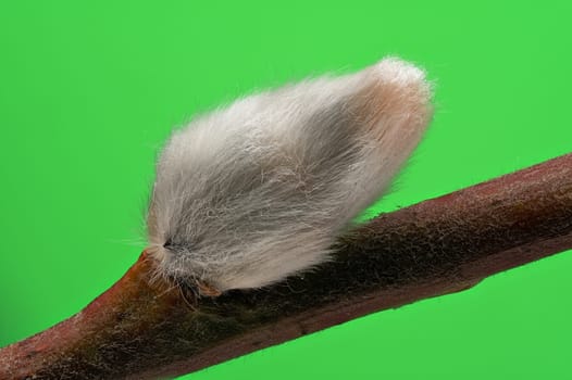 Male Catkin Green Screen, close up of twig in bloom