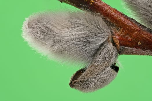Male Catkin Green Screen, close up of twig in bloom