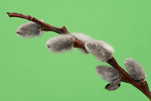 Male Catkin Green Screen, close up of twig in bloom