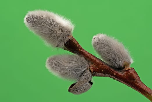 Male Catkin Green Screen, close up of twig in bloom