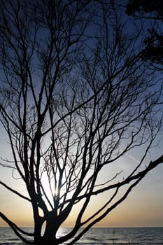 Silhouetted crooked tree, west beach Fischland-Darß
