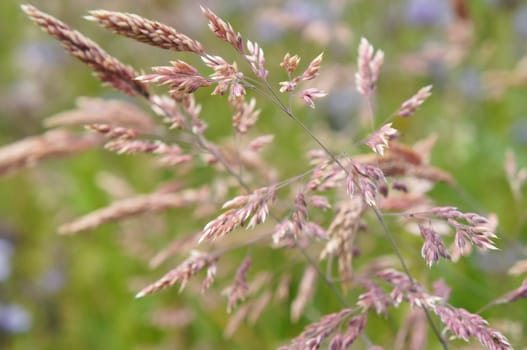blooming grass in summer