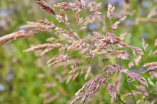 blooming grass in summer