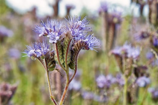 Phacelia plants