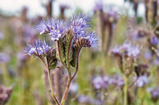 Phacelia plants