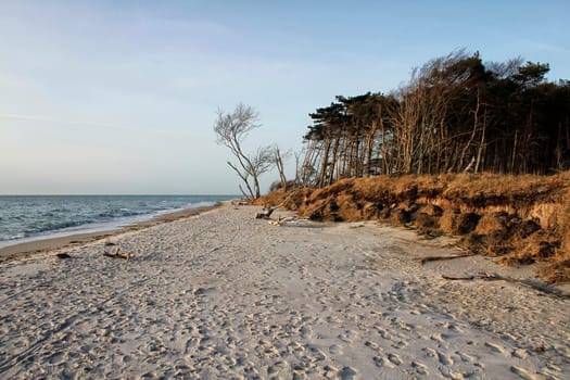 crooked tree at the west beach near Ahrenshoop, Fischland-Darß