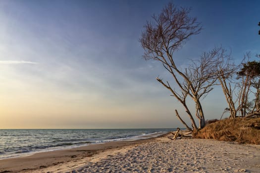 crooked tree at the west beach near Ahrenshoop, Fischland-Darß