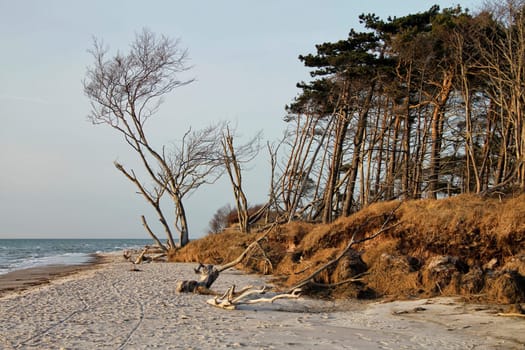 crooked tree at the west beach near Ahrenshoop, Fischland-Darß