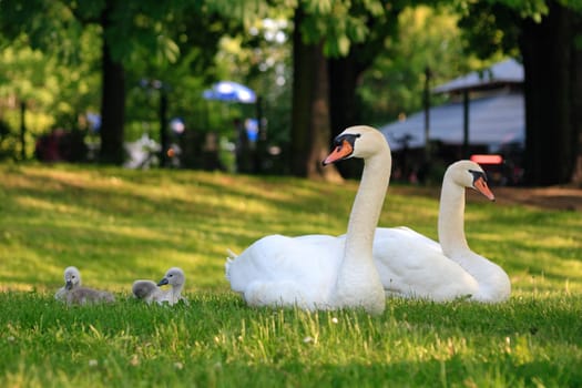 white swans with chicks