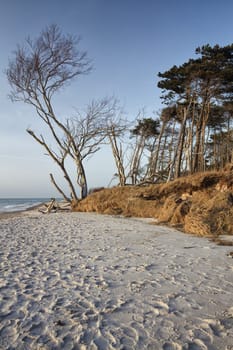 crooked tree at the west beach near Ahrenshoop, Fischland-Darß