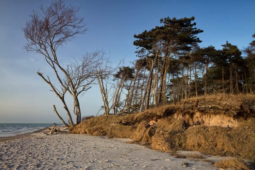 crooked tree at the west beach near Ahrenshoop, Fischland-Darß