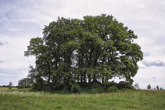 Rügen landscape with a tumulus, island of Rügen