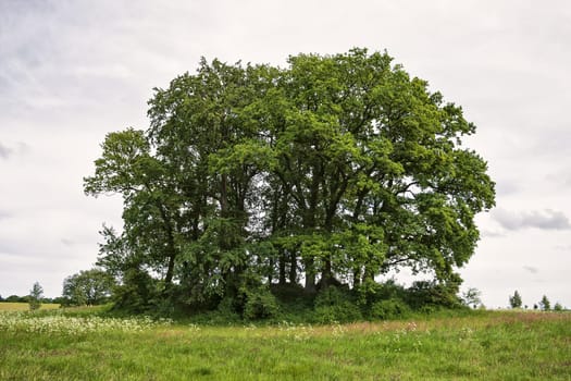 Rügen landscape with a tumulus, island of Rügen