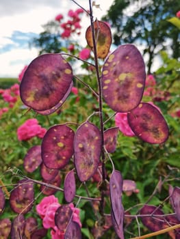 colored plant Lunaria annua