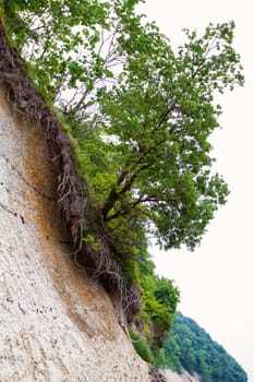 Chalk coast in the Jasmund National Park, Ruegen island
