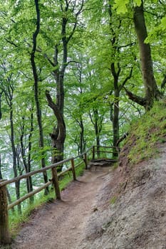 Chalk coast in the Jasmund National Park, Ruegen island