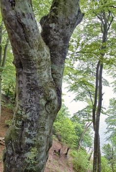 Chalk coast in the Jasmund National Park, Ruegen island