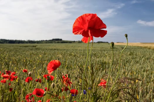 Poppies on the edge of the grain field, island of Rügen