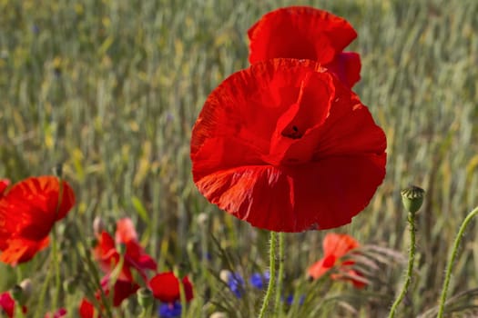 Poppies on the edge of the grain field, island of Rügen