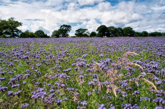 Phacelia field near Moritzdorf, Ruegen island