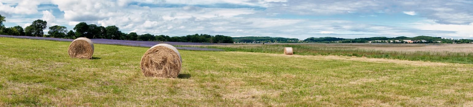 Phacelia field near Moritzdorf, Ruegen island