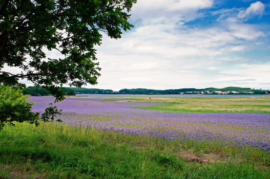 Phacelia field near Moritzdorf, Ruegen island