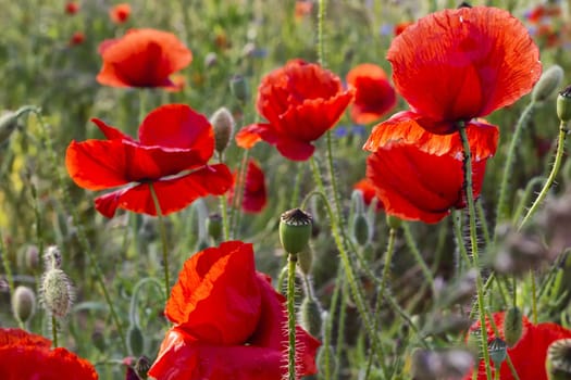 Poppies on the edge of the grain field, island of Rügen