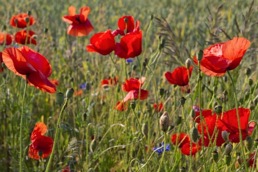 Poppies on the edge of the grain field, island of Rügen