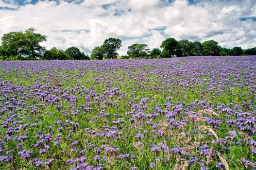 Phacelia field near Moritzdorf, Ruegen island