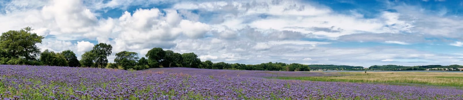 Phacelia field near Moritzdorf, Ruegen island