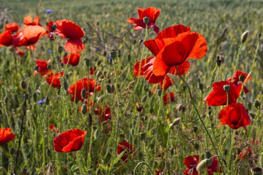 Poppies on the edge of the grain field, island of Rügen